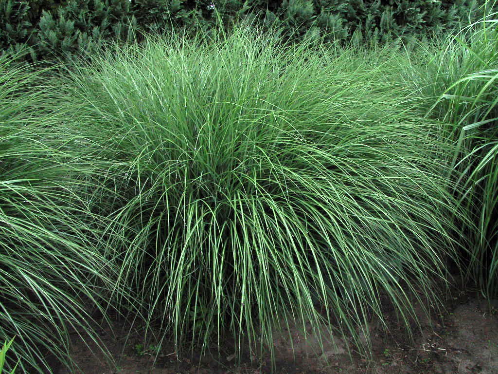 Miscanthus sinensis Kleine Silberspinne 06.jpg